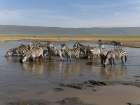 Common zebra herd, Serengeti National Park, Tanzania, Africa Art Print